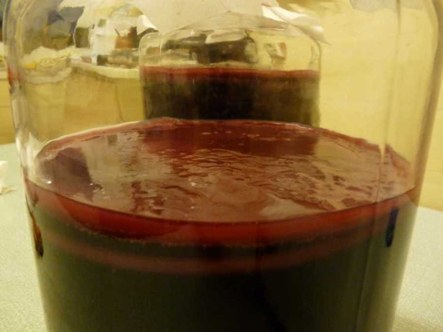  Bocaux de Kombucha au jus de raisins rouges (cliquez pour revenir) 